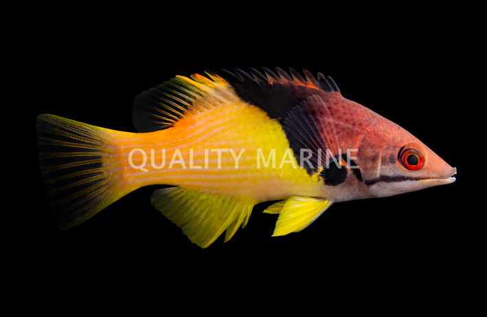 Coral Hogfish