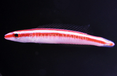 White Striped Hogfish