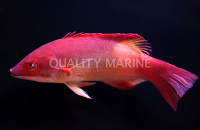 Red Diana Hogfish 