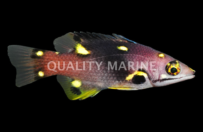 Coral Hogfish, Juvenile