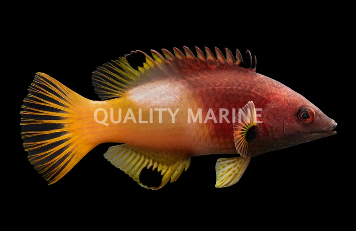 Axil Spot Hogfish