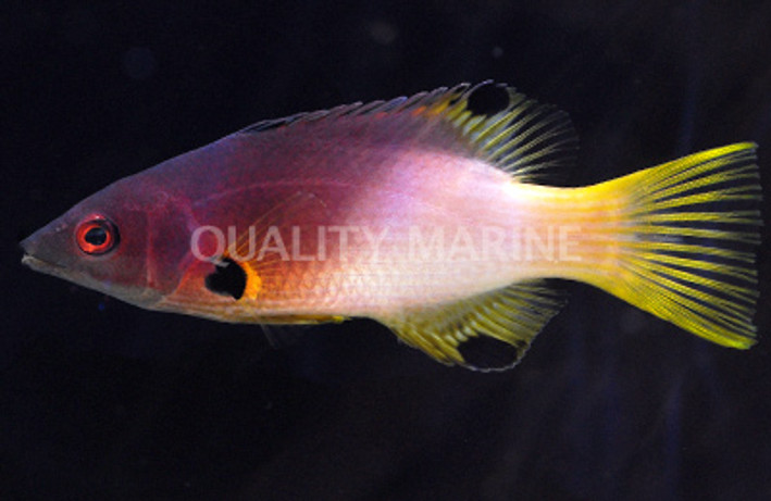 Axil Spot Hogfish