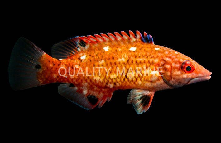 Red Diana Hogfish, Juvenile