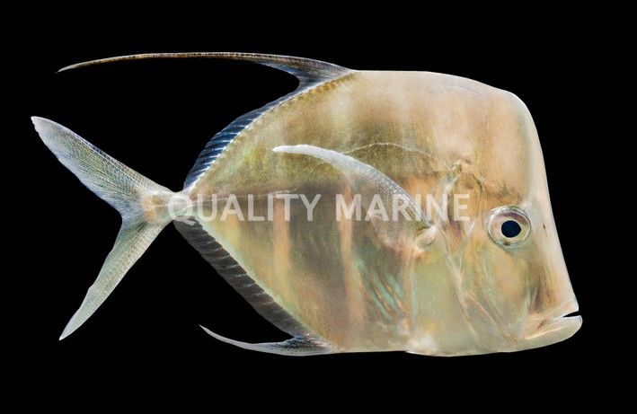Threadfin Lookdown