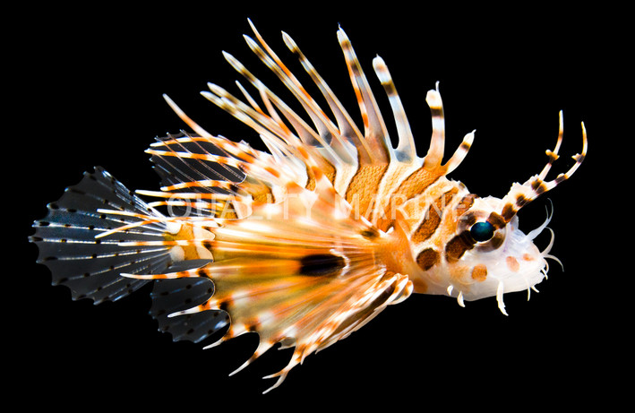 Spotfin Lionfish