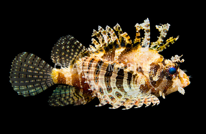 Dwarf Fuzzy Lionfish
