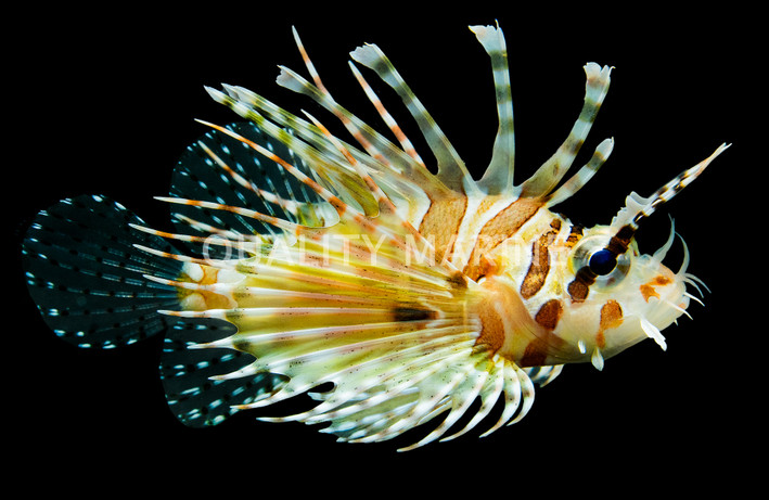 Dwarf Zebra Lionfish