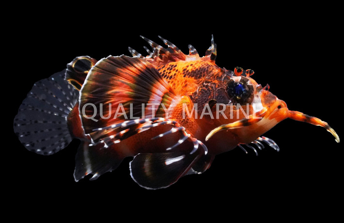 Fu Manchu Lionfish