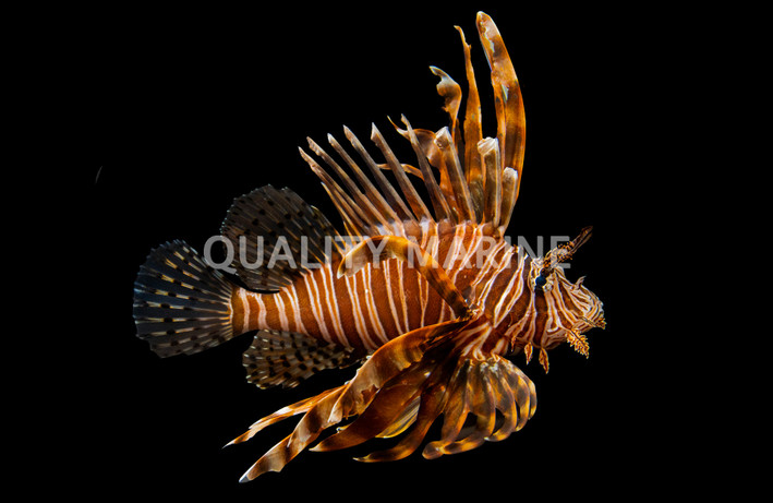 Volitan Lionfish