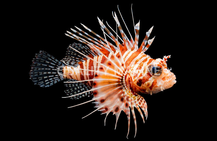 Mombasae Lionfish