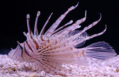 Common Volitan Lionfish :: 22510