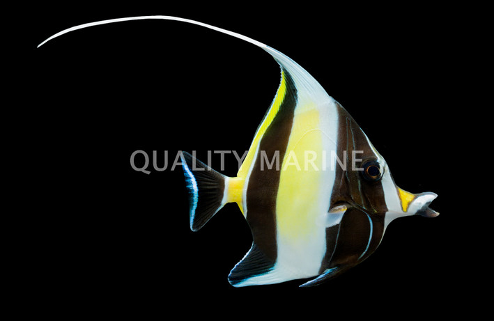 Moorish Idol