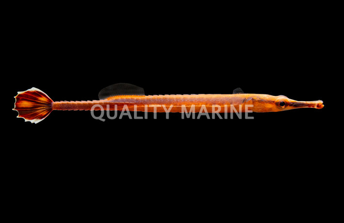 Bluestripe Pipefish