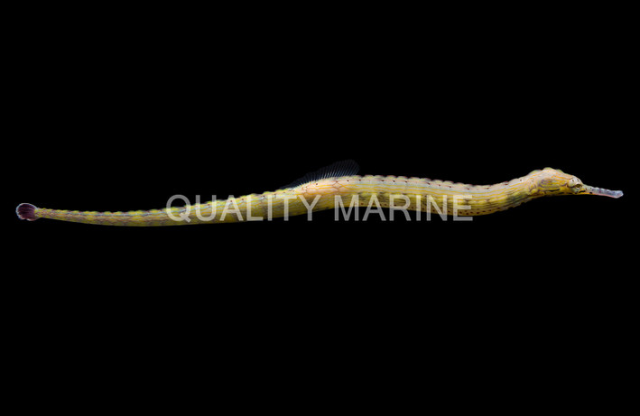Dragonface Pipefish