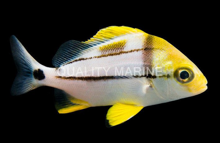 Atlantic Porkfish