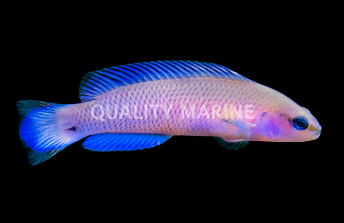 Fridmani Dottyback