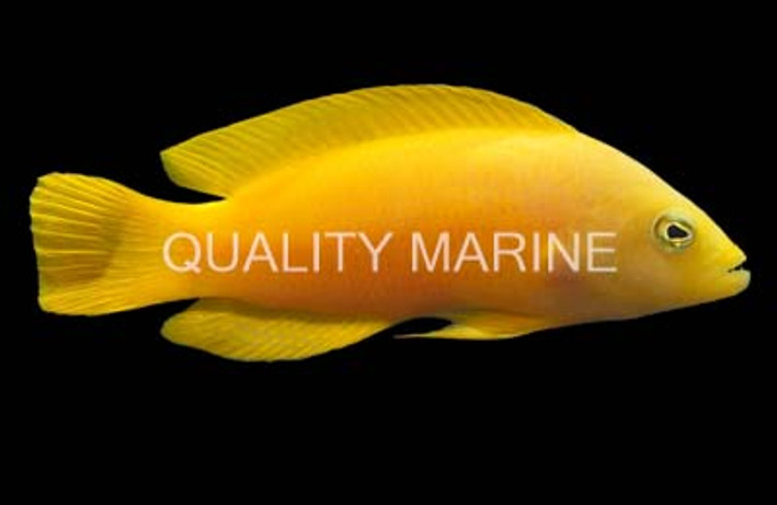 Yellow Dottyback