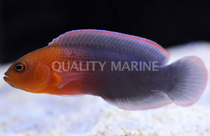 Dilectus Dottyback