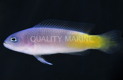 Orange Spotted Dottyback