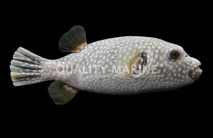 Blue & White Pufferfish