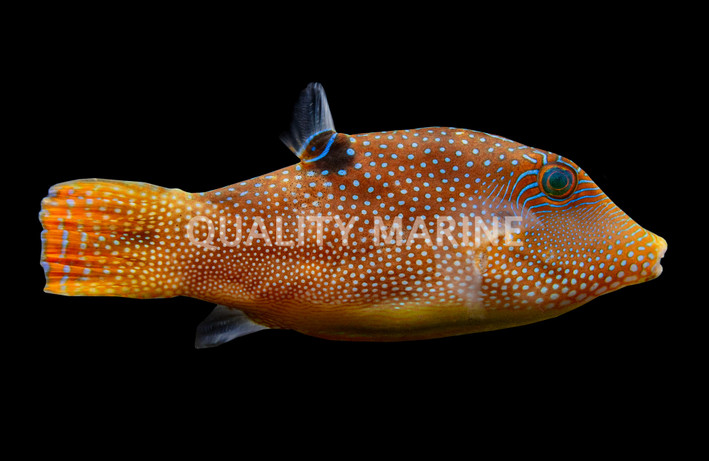 Blue Spotted Pufferfish