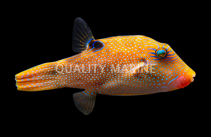 Blue Spotted Pufferfish