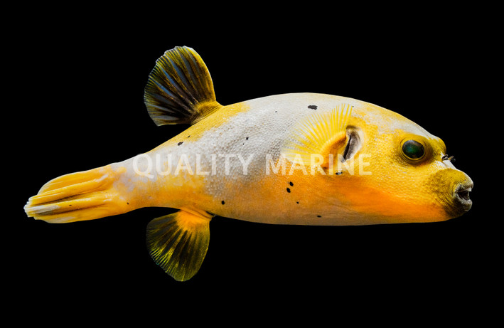Yellow Belly Dogfish Pufferfish