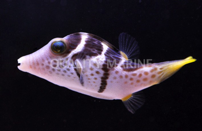 Saddle Valentini Pufferfish