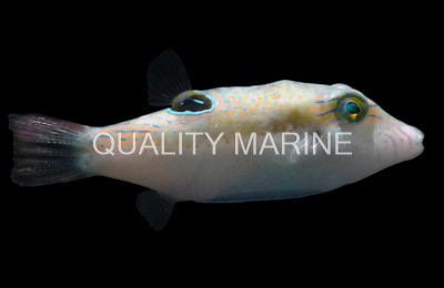 Shortnose Pufferfish