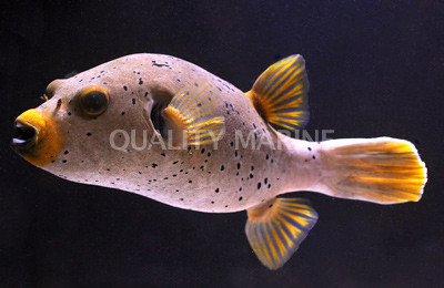 Gray Freckled Dogface Pufferfish :: 26526