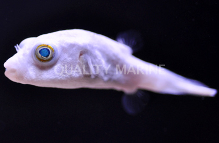 Narrow Lined Pufferfish