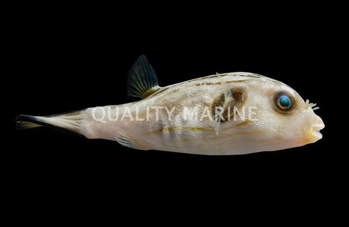 Narrow Lined Pufferfish