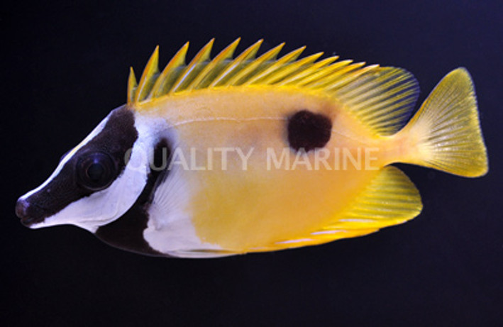 One Spot Foxface Rabbitfish