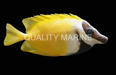 Foxface Rabbitfish