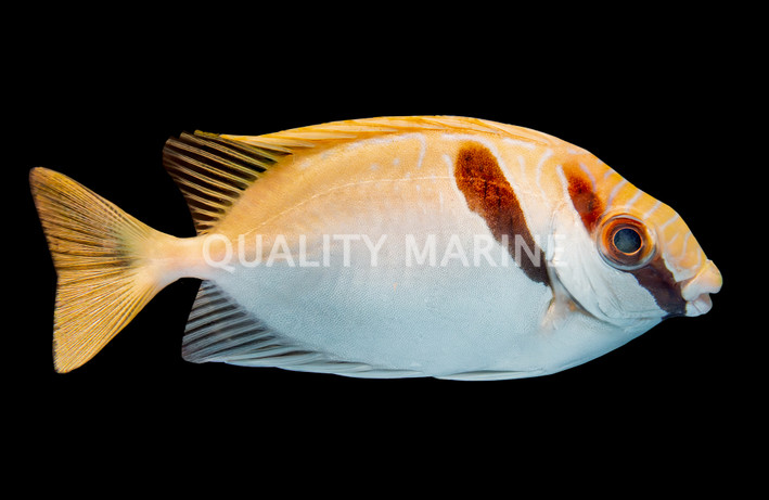 Two Bar Rabbitfish