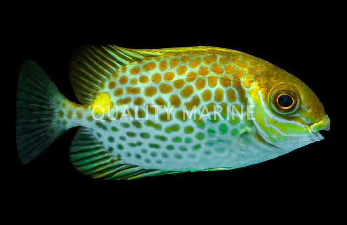 Yellow Blotch Rabbitfish