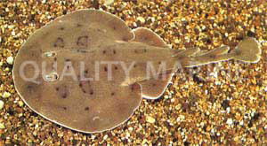 Brazilian Electric Stingray