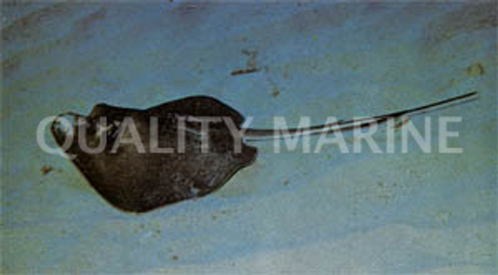 Southern Stingray