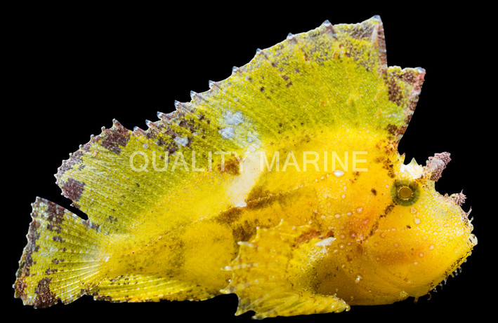 Leaf Scorpionfish :: 28001
