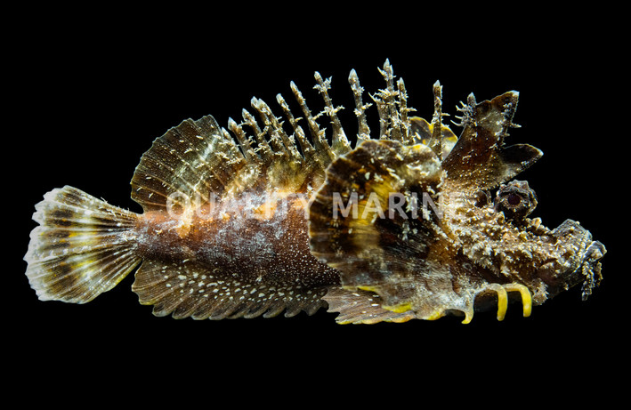 Sea Goblin