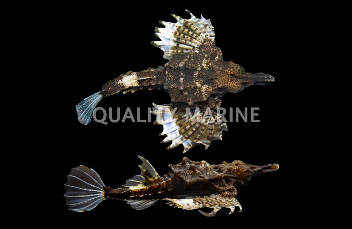 Dragon Sea Moth