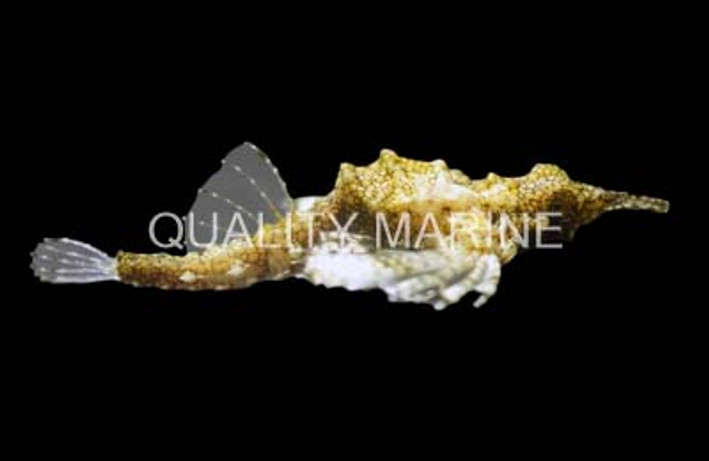 Dragon Sea Moth