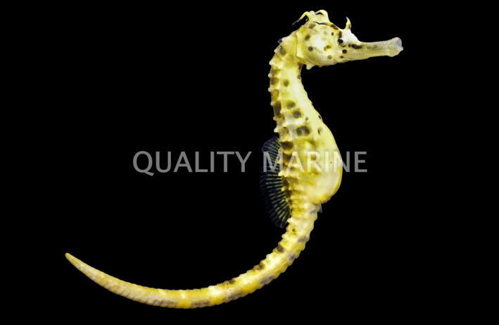 Pot Belly Seahorse, Sub Adult/Female
