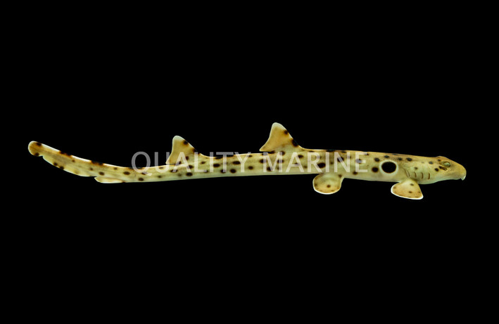 Epaulette Shark