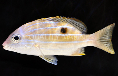 Five Lined Snappers