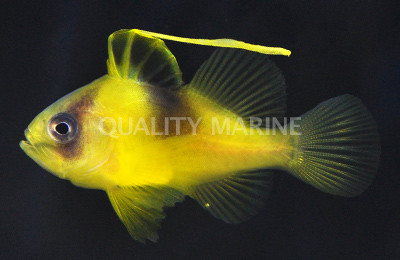 Barred Soapfish