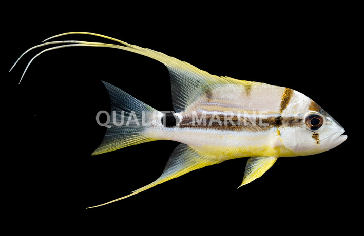 Sailfin Snappers, Adult