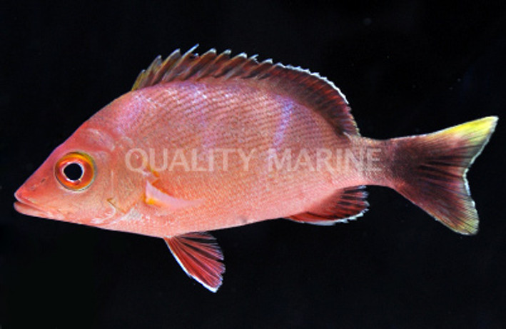 Humpback Red Snappers