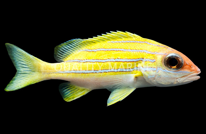 Common Bluestripe Snappers