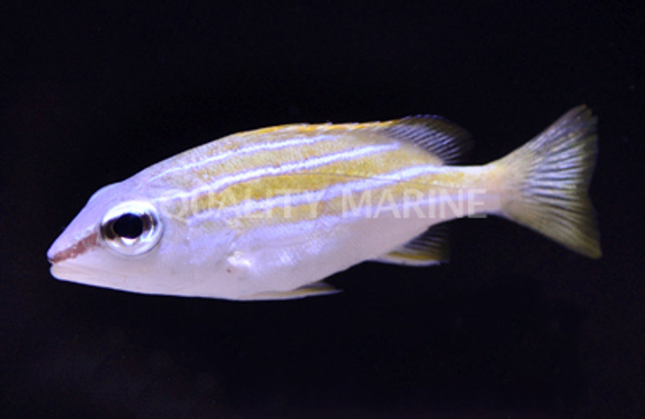 Common Bluestripe Snappers